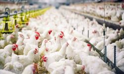 Çorum'da icradan satılık tavuk çiftliği! İşte fiyatı