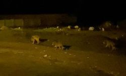 Köye inen kurt sürüsü kamerada