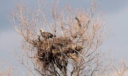 Nesli tehlike altındaki Şah Kartalı görüntülendi