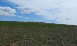 Alaca’da mera arazisi sürüldü ceza bile yazılmadı