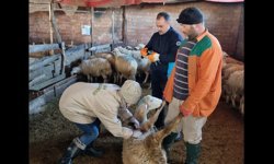 Hayvan sağlığı için sıkı çalışma