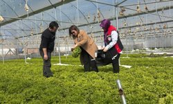 Hasat öncesi pestisit denetimi