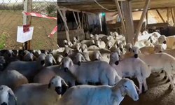 Çorum'da şaşırtan olay: Mahkeme kararıyla mühürlendiler