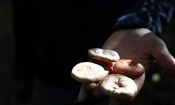 Mantardan zehirlenen kadın hastaneye kaldırıldı