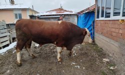 Değeri şaşırttı! 1 tonluk boğa 'Polat' satıldı!