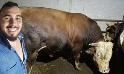 Çorum’da genç üreticiden rekorluk kurbanlık: 1.2 tonluk “Behçet” 385 bin liraya alıcı buldu