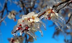 Çorum'da o tarihe dikkat: Zirai don uyarısı