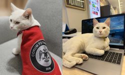 Üzerinde Çorum FK forması vardı: Kayıp kedi Pamuk aranıyor!