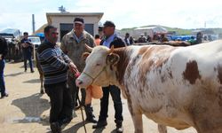 Sungurlu’da kurbanlık hayvanlar alıcı bekliyor