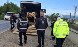 Yollarda kurbanlık hayvan sevkiyatına sıkı denetim