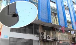 Çorum’da sokakta arı paniği: Esnaf uzaklaştırdı