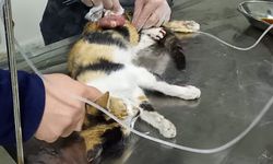 Veteriner hekim yaralı  kediyi hayata döndürdü