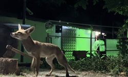 Bahçesine giren tilkiyi  elleriyle besledi