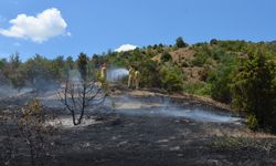 Ormanlık alanda çıkan yangında yaklaşık 60 ardıç ağacı zarar gördü