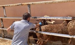 İthal besilik hayvanlara sıkı kontrol