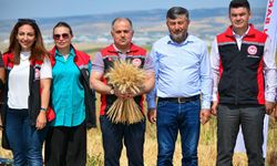 Çorum'da yerli ve milli buğday “kirve”nin ilk hasadı yapıldı
