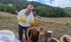Çürük meşe kütüğünden 8 kilo organik bal çıktı