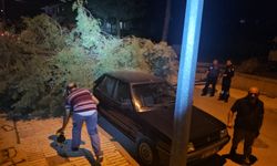 Çorum’da rüzgarın devirdiği çam ağacı park halindeki araçlara zarar verdi