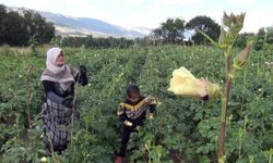 Aracı yok, doğallık var: Çiftçi hem üretiyor hem satıyor