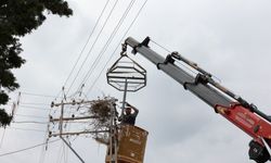 Leylekler için elektrik direklerine yuva, kuşlar için tellere izolasyon