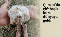 Çorum'da koyun çift başlı kuzu doğurdu