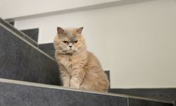 Kayıp kedi Çakıl aranıyor