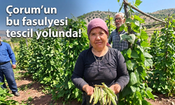 Çorum'un bu fasulyesi tescil yolunda