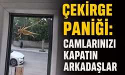 Çorum'da çekirge paniği: "Camlarınızı kapatın arkadaşlar"