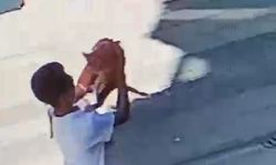 Çorum’da kaybolan kedi için çağrı: “Lütfen geri getir”