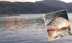 Obruk Barajı'nda yasak ağ iddiası: Yüzlerce balık telef oldu