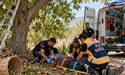 Ceviz ağacından düşerek yaralandı