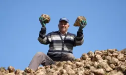 Şeker pancarı alım fiyatı açıklandı