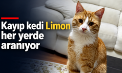 Kayıp kedi Limon her yerde aranıyor