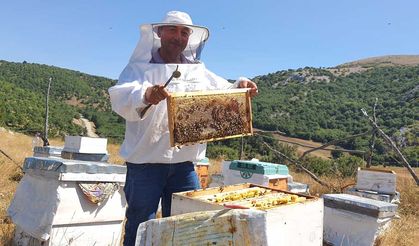 Mecitözü'nde ayçiçeği balı hasadı başladı