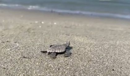 Gökçeada’da caretta caretta yuvası bulundu