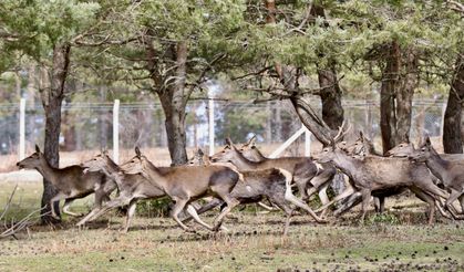Samsun’da yetiştirilen kızıl geyikler Çorum’a da yollandı