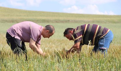Boğazkale'de çiftçilere buğdayda bit zararlısıyla mücadele uyarısı