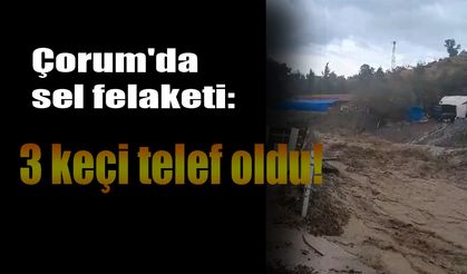 Çorum'da sel felaketi: 3 keçi telef oldu!