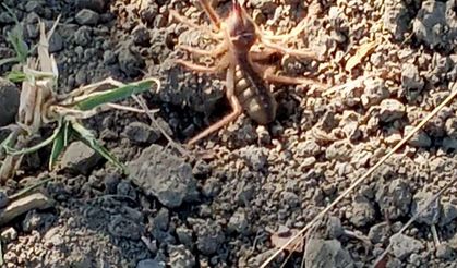 Teslim’de “Sarıkız  Örümceği” paniği