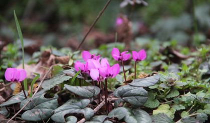 Çorum'da yabani  sıklamenler çiçek açtı