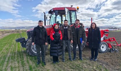 Kuraklığa karşı yerli  buğday çeşidi ekildi