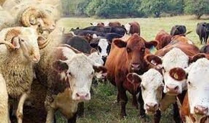 Kesim ve satış  yerleri belirlendi