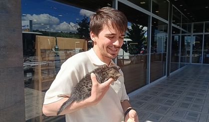 3 gün bagajda mahsur kalan  yavru kedi Çorum’da kurtuldu
