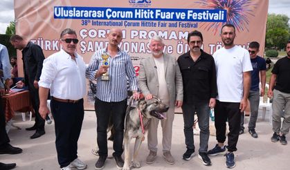 Türk çoban köpekleri görücüye çıktı