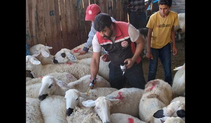 Sungurlu’da küçükbaş  hayvanlara sağlık taraması