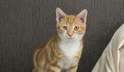 Çorum’da kaybolan sarman kedi bulundu