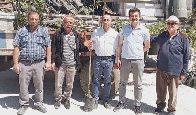 Laçin'de üreticilere Trabzon hurması fidanı dağıtıldı