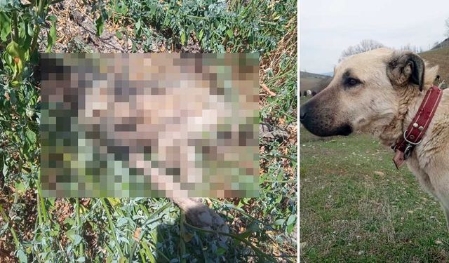 Kayıp çoban köpeği, vurulmuş halde ölü bulundu