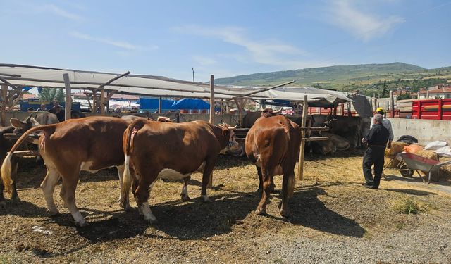 Bayat'ta kurbanlık  pazarı hareketlendi