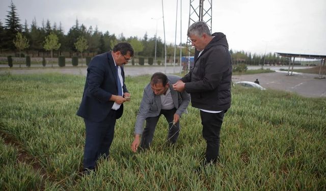 Çorum'da kuraklık buğday ve ayçiçeği vurdu: Verim kaybı yüzde 60